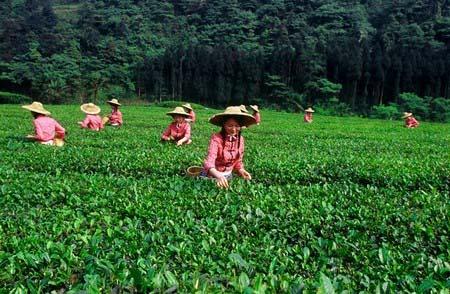 峨眉山茶转型升级 打造全国茶产业样板区